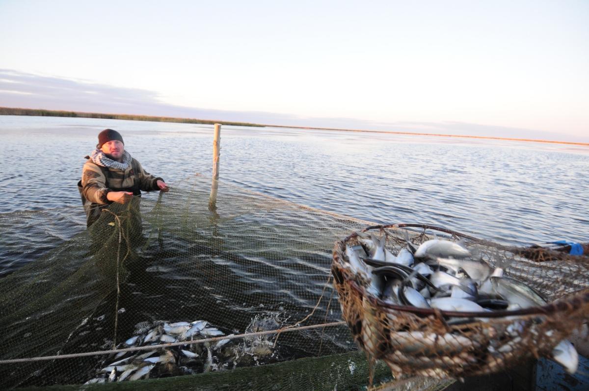Фото В Новосибирске отметят юбилейный День пеляди 2